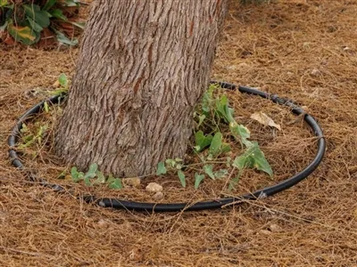 Ua kom cov qoob loo nce ntxiv nrog cov dej ntws: 3 Txoj hauv kev pov thawj lo...