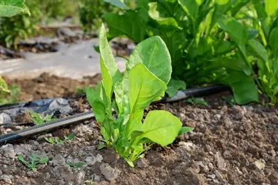 25% Fertilizer Tsawg dua, 10% Ntau Tshaj Tawm: Kev Tso Dej Los Ua Kev Ua Liaj...