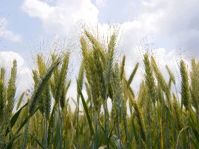 Inner Mongolia, Tuam Tshoj: Los ntawm ib qho -Size-Fits-Tag nrho rau Tsev Nee...